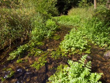 Natürliches Fließgewässer – Scharbach mit aufrechtem Merk